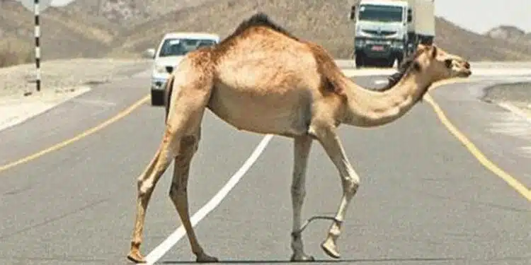 حجم الحوادث التي تقع على الطرق المفتوحة بدون حواجز منع الحيوانات