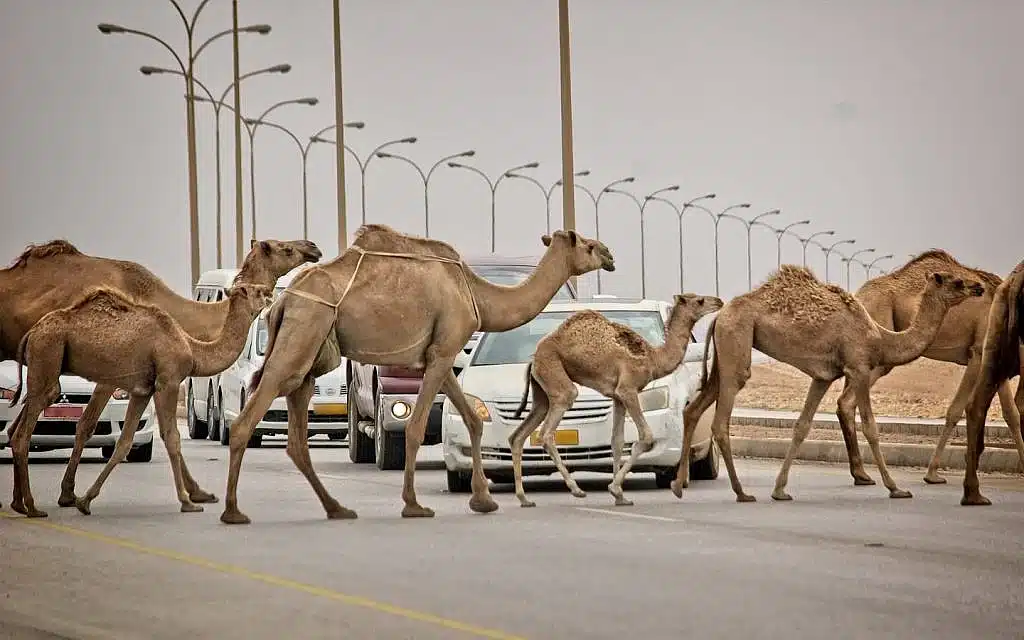 حماية الحياة والحفاظ على التوازن البيئي باستخدام حواجز منع الحيوانات